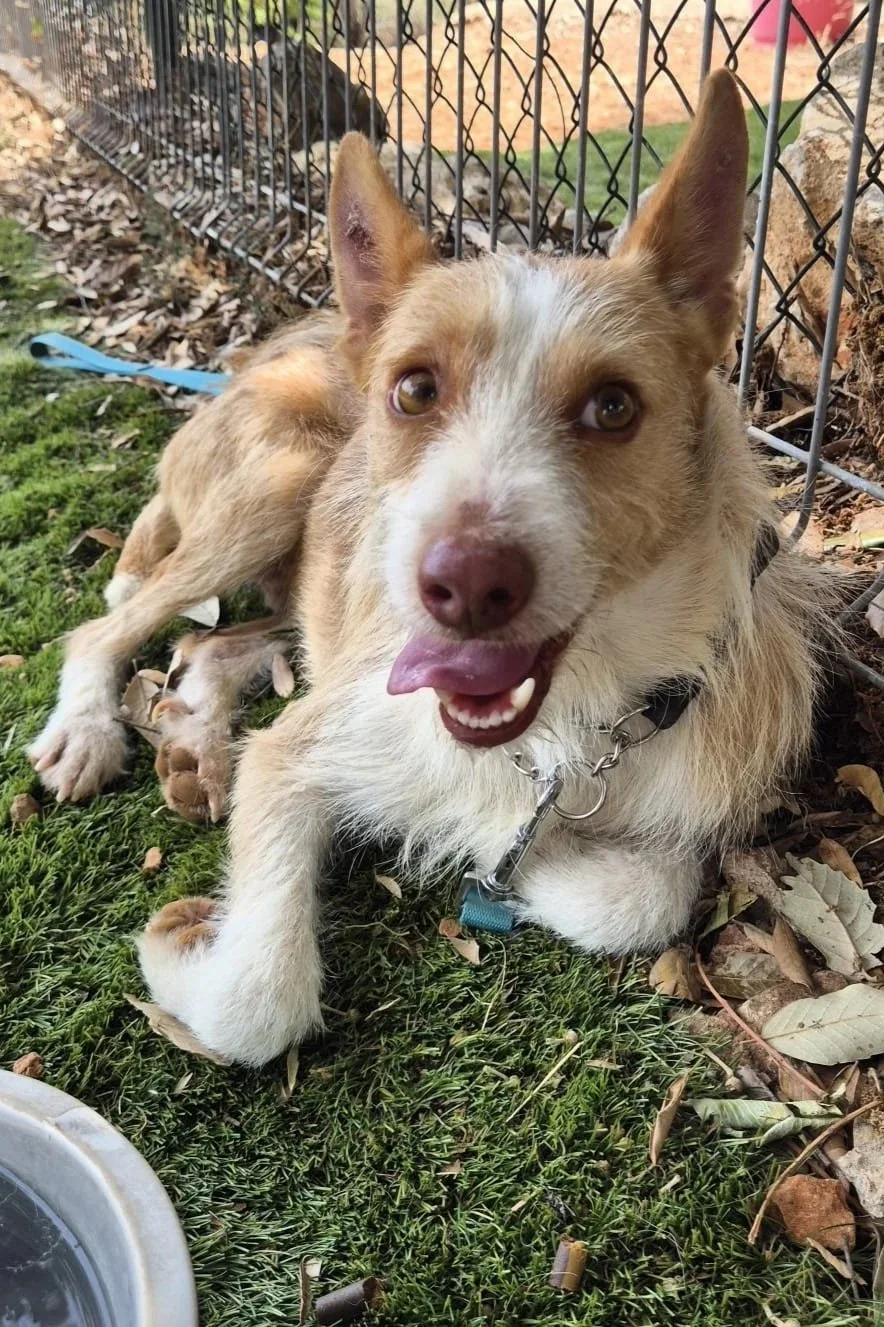 Charlie - Dog available for adoption at Paws Xaló
