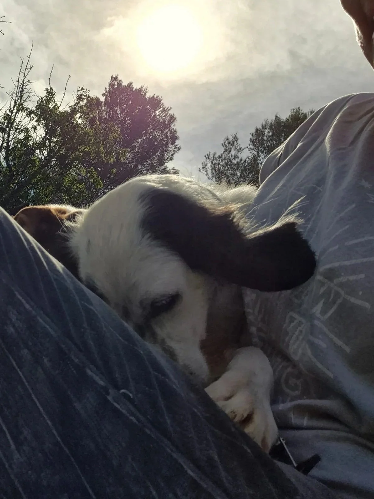 Tara getting cuddles from one of our volunteers - Dog available for adoption at Paws Xalo