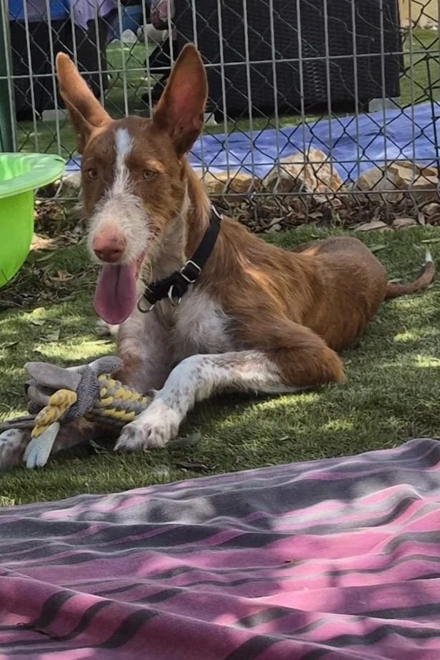Noah - Dog available for adoption at Paws Xaló