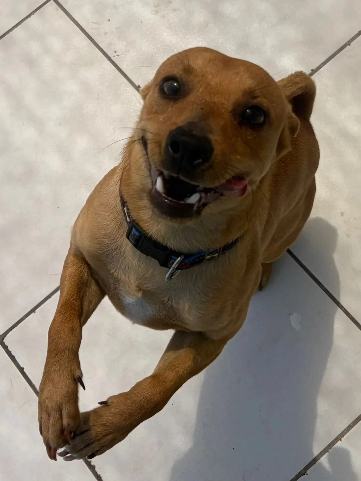 Jimmy - Dog available for adoption at Paws Xalo