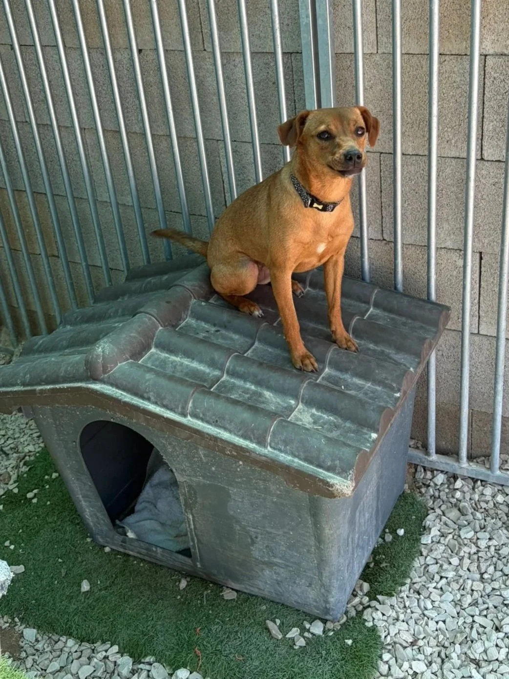 Ginger - Dog available for adoption at Paws Xalo