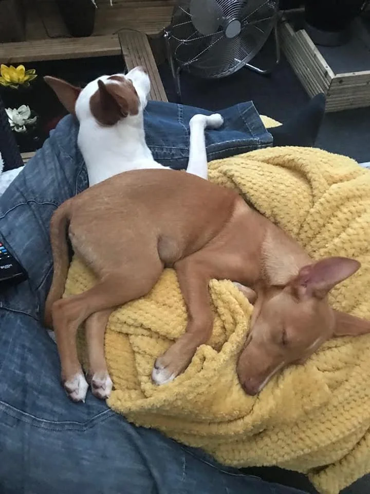 The Paws Effect - dogs looking comfortable in their new homes!