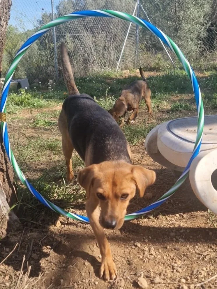Djario playing with a hula hoop - Dog available for adoption at Paws Xalo