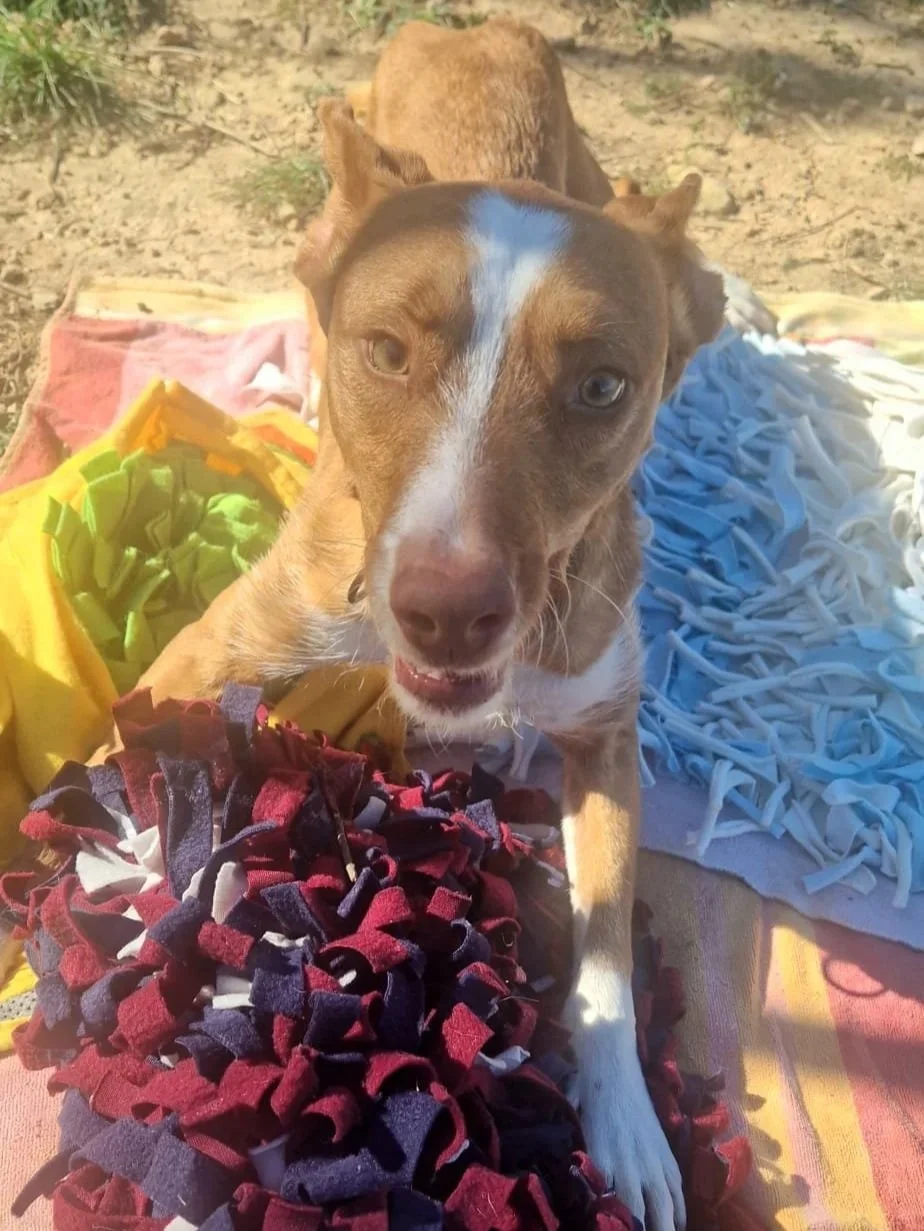 Bob being playful for the camera - Dog available for adoption at Paws Xalo