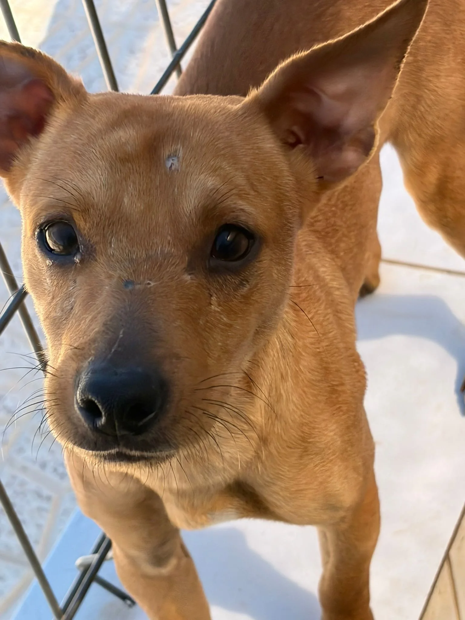 Various images of a litter of 11 puppies available for adoption from Paws Xaló!