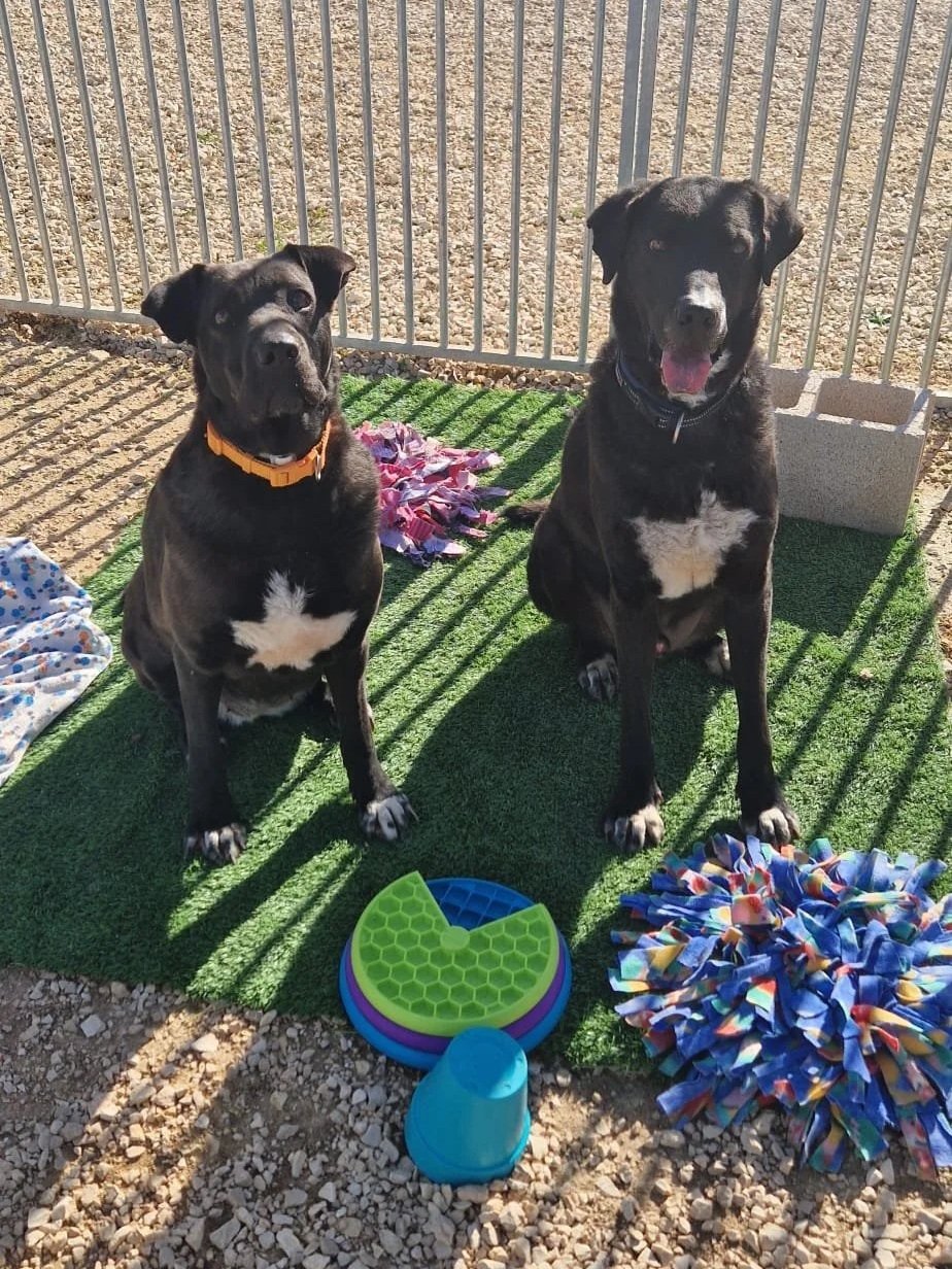 Otis and Maddy together - Dog available for adoption at Paws Xalo