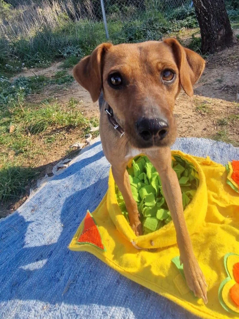 Betty breaking off from playtime to check out the camera - Dog available for adoption at Paws Xaló