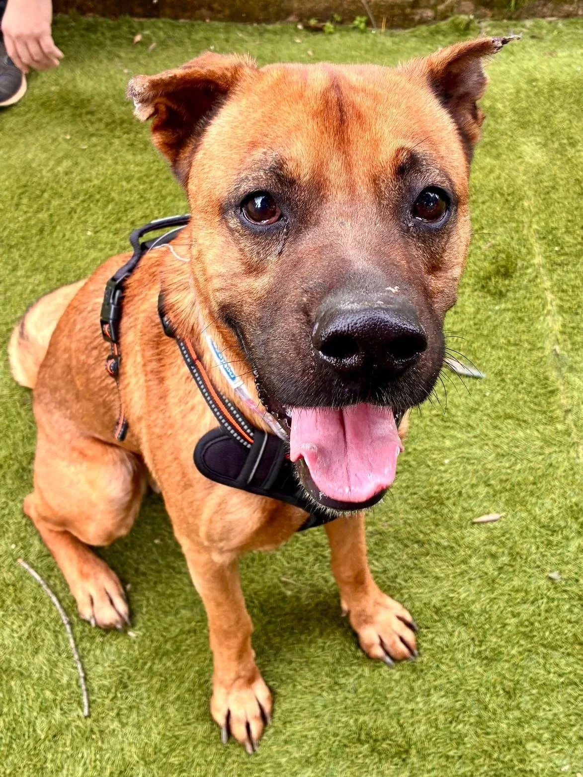 Thor giving the camera a winning smile - Dog available for adoption at Paws Xalo