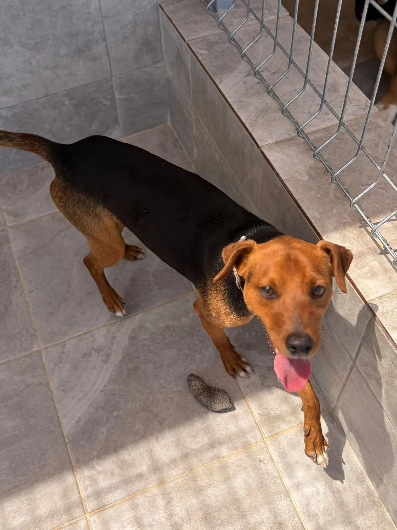 Bramble - Dog available for adoption at Paws Xalo