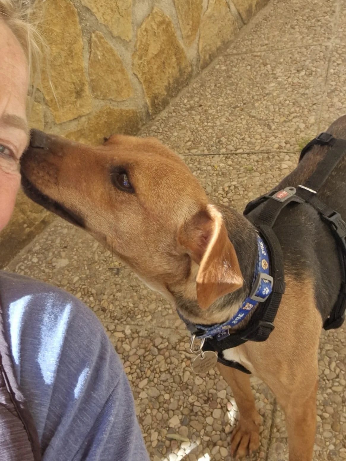 Betty giving out kisses! - Dog available for adoption at Paws Xaló