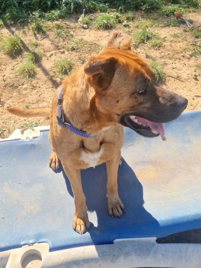 Thor chilling on a sunlounger at the shelter - Dog available for adoption at Paws Xalo