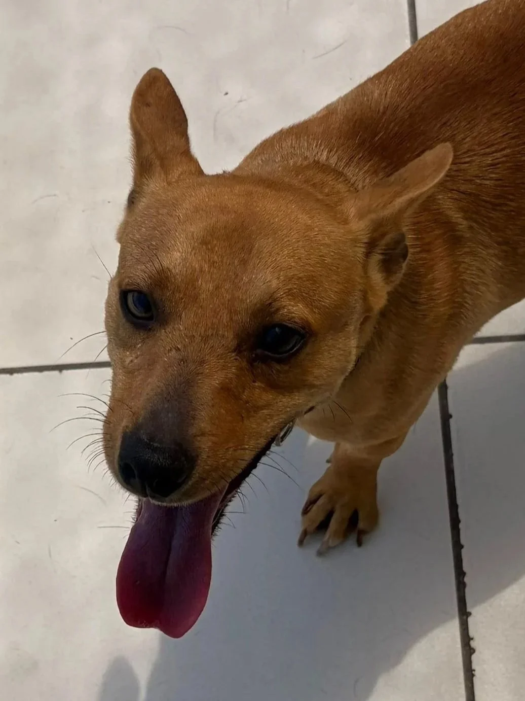 Jimmy - Dog available for adoption at Paws Xalo
