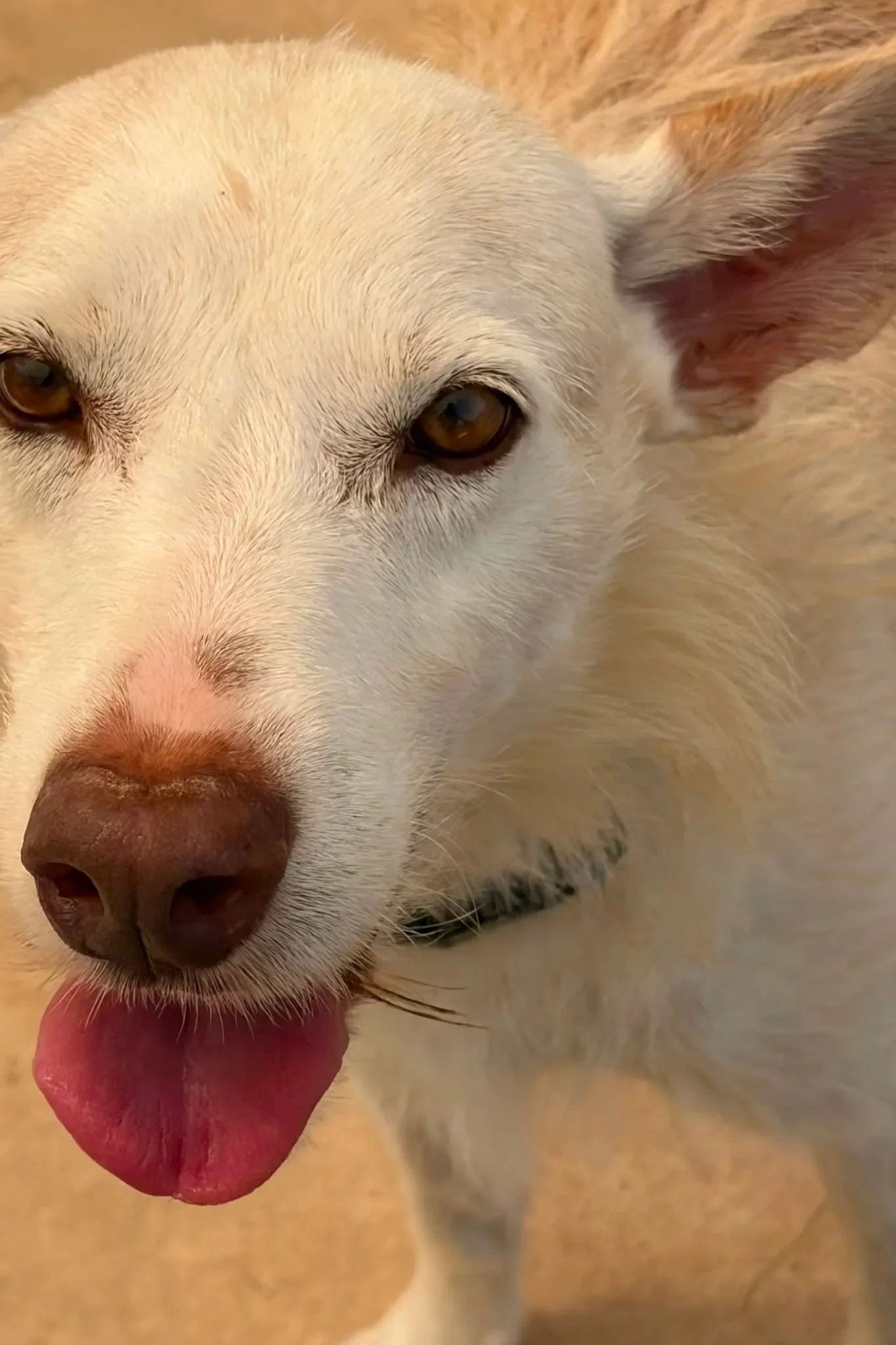 Nick - Dog available for adoption at Paws Xaló