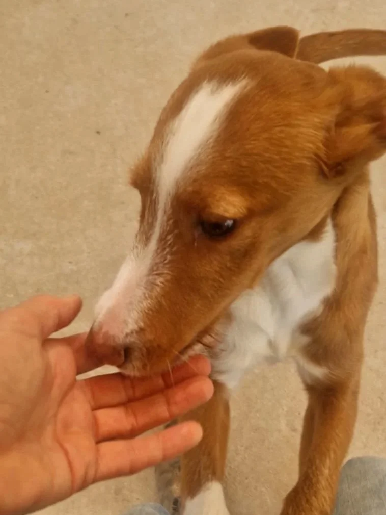 Tank getting some more love from one of our volunteers - Dog available for adoption at Paws Xaló