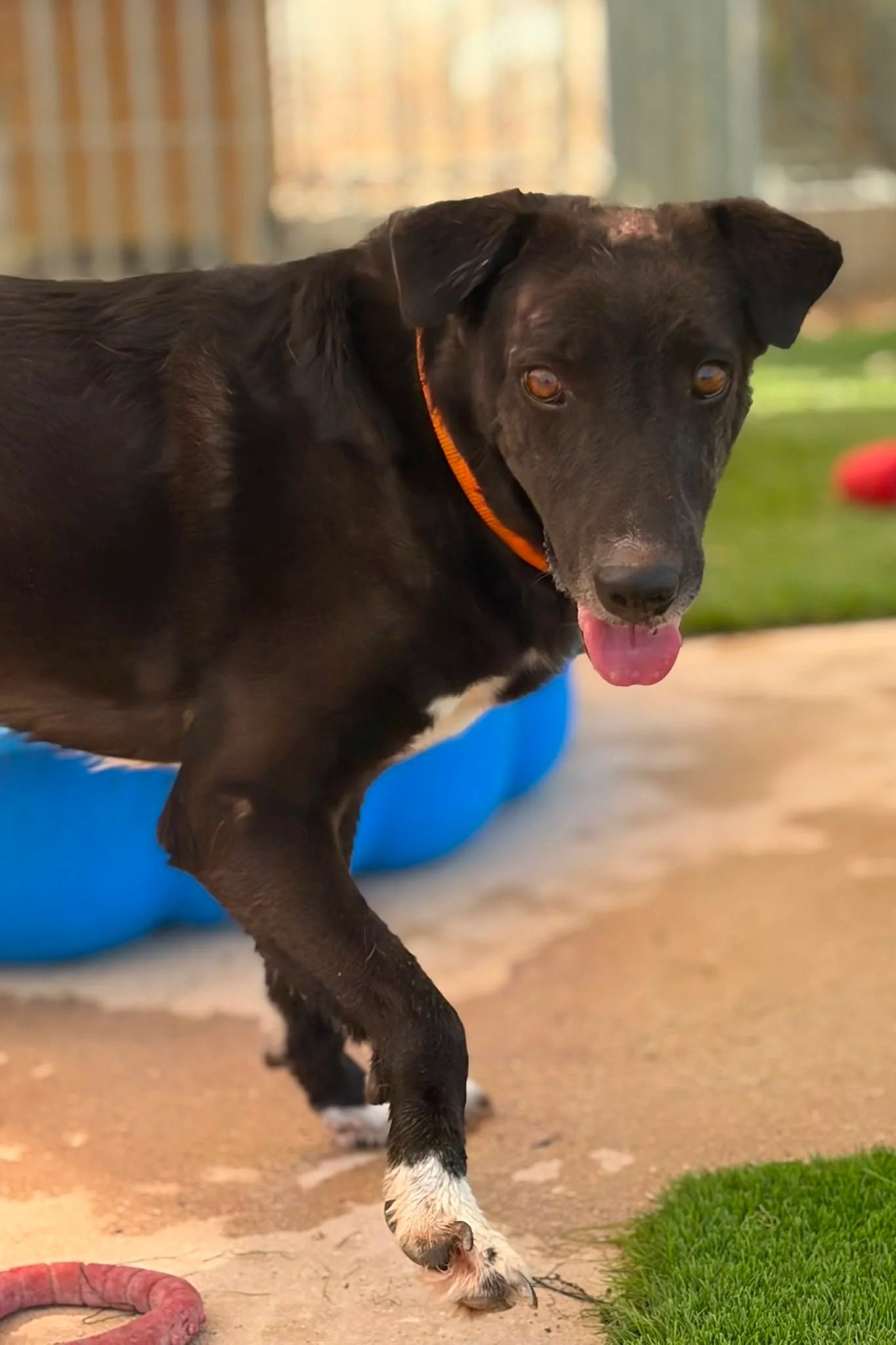 Polly - Dog available for adoption at Paws Xaló