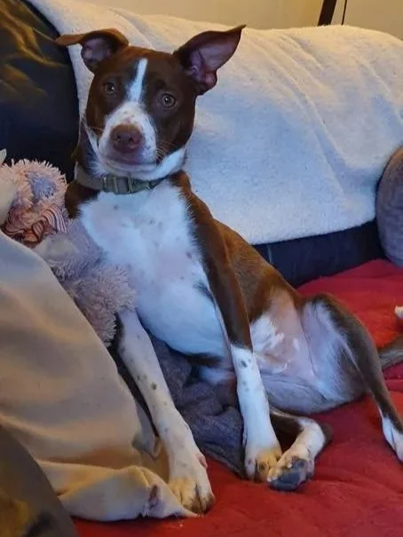 The Paws Effect - dogs looking comfortable in their new homes!