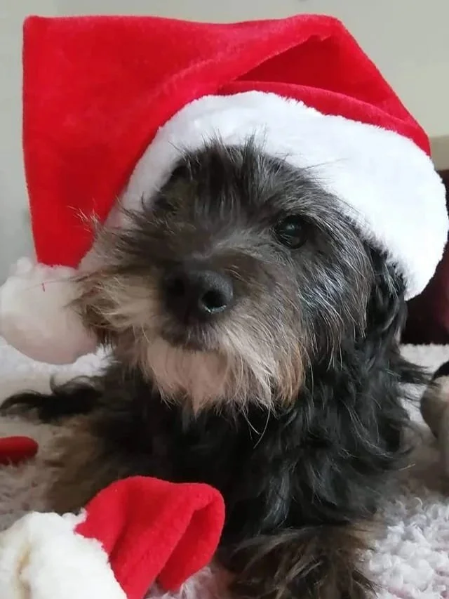 The Paws Effect - dogs looking comfortable in their new homes!