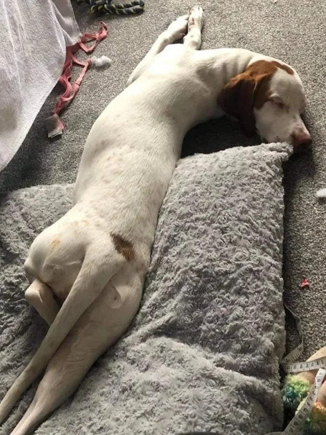 The Paws Effect - dogs looking comfortable in their new homes!