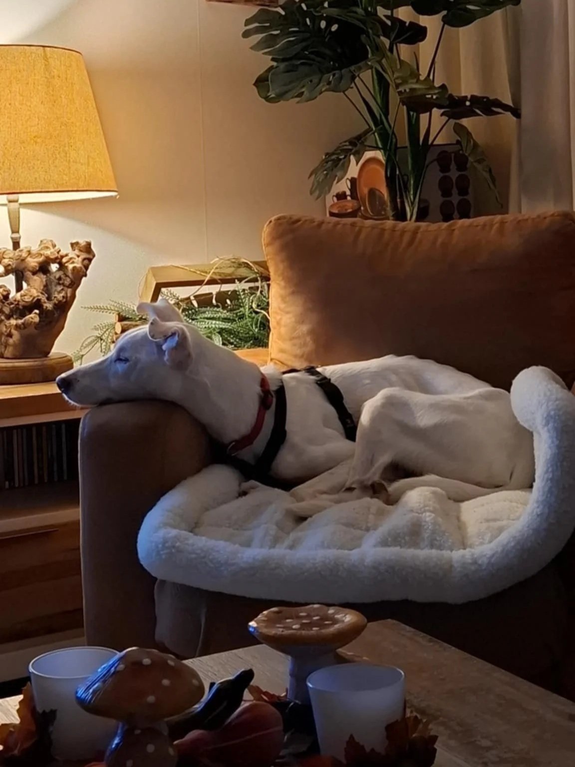 The Paws Effect - dogs looking comfortable in their new homes!