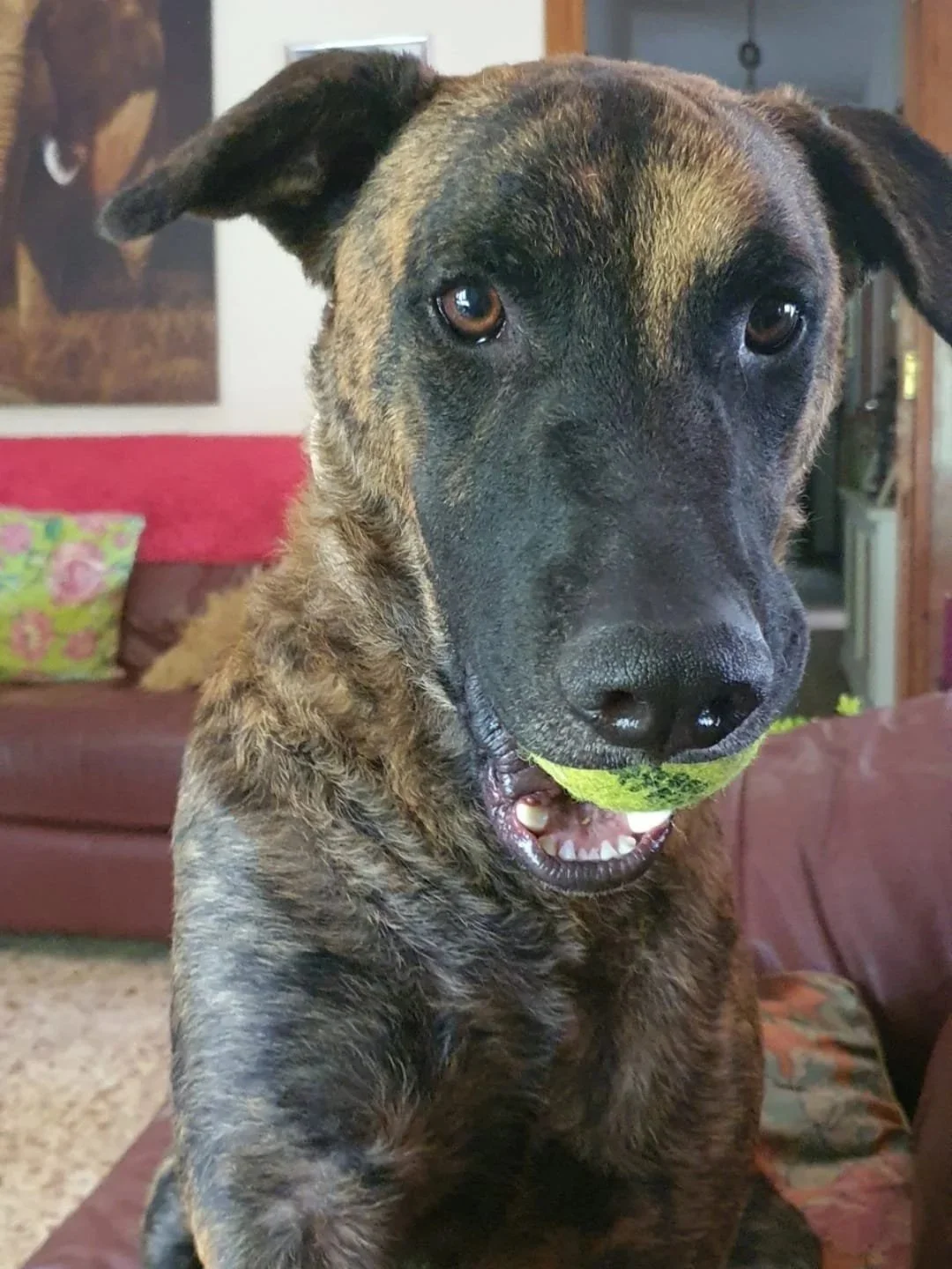 The Paws Effect - dogs looking comfortable in their new homes!