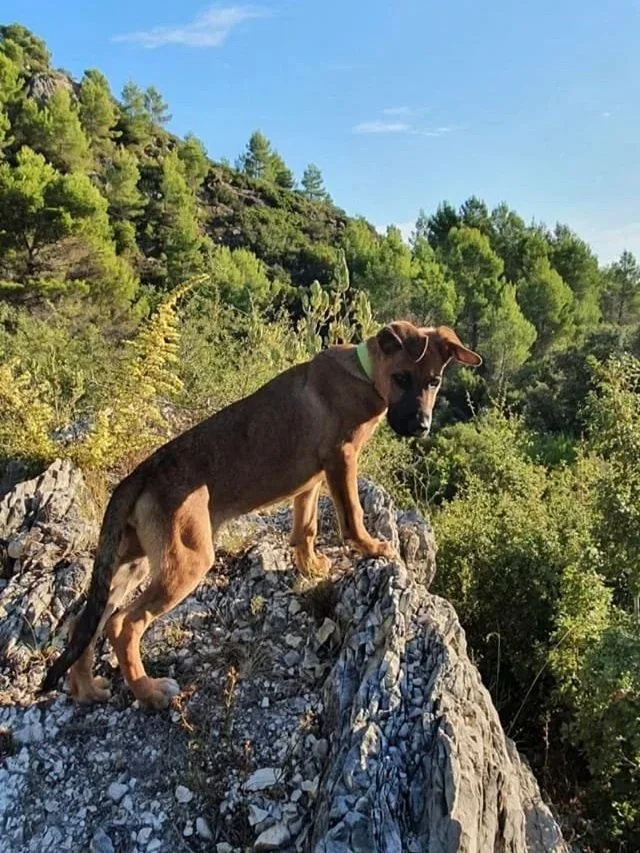 The Paws Effect - dogs looking comfortable in their new homes!