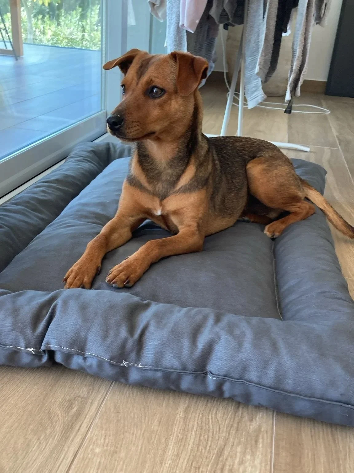 The Paws Effect - dogs looking comfortable in their new homes!