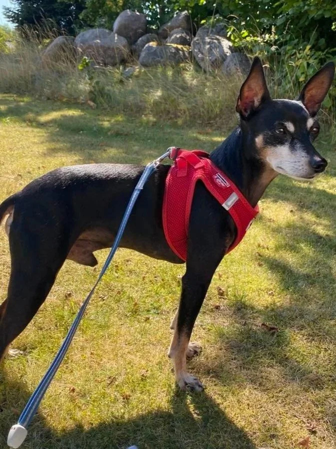The Paws Effect - dogs looking comfortable in their new homes!