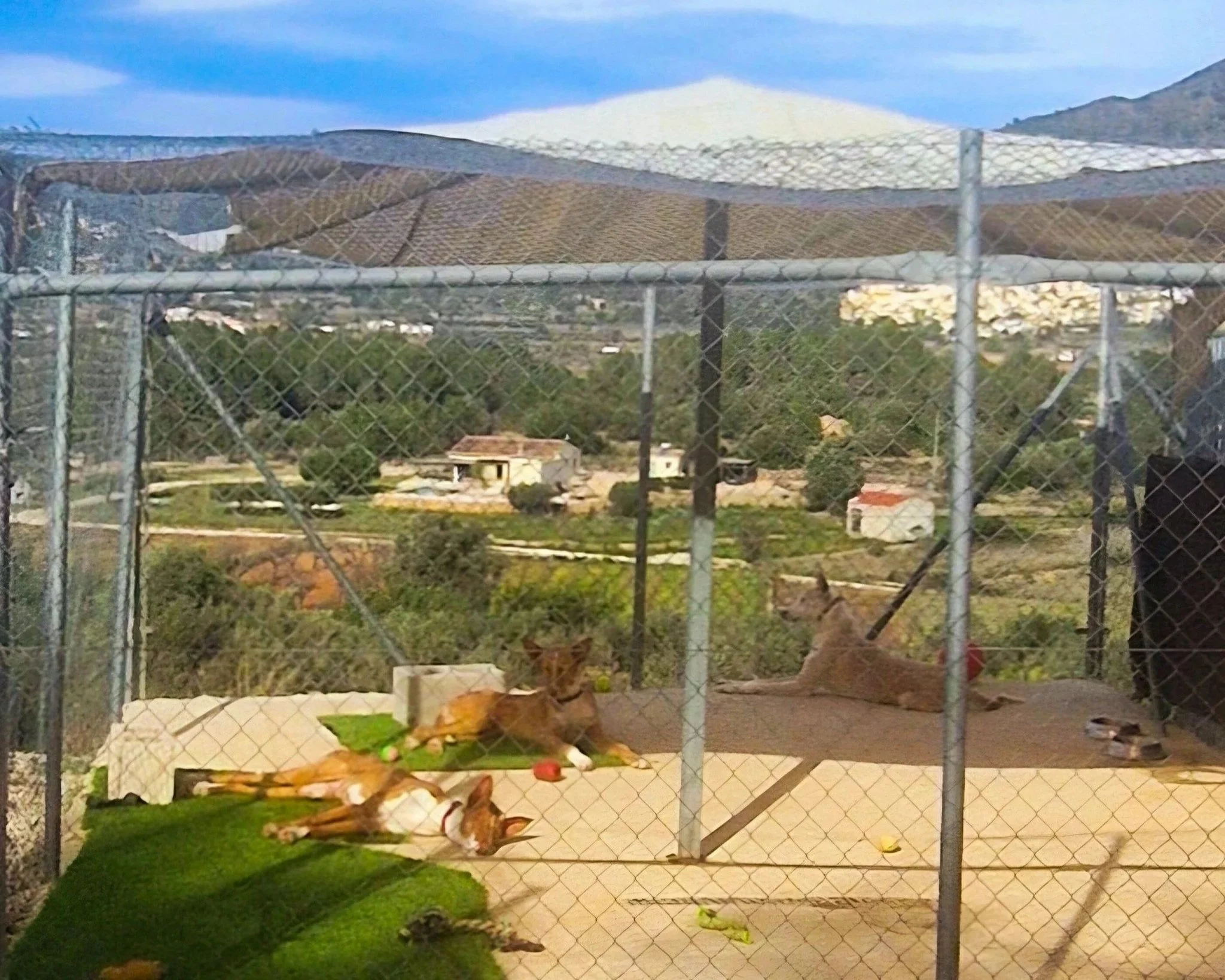Paws Xaló dogs chilling in the shade at the shelter