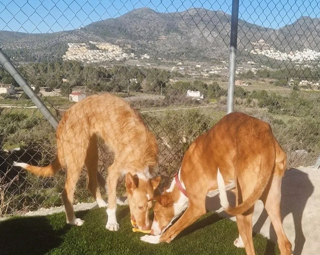 Two Paws Xaló dogs digging into a snack in their pen at the shelter
