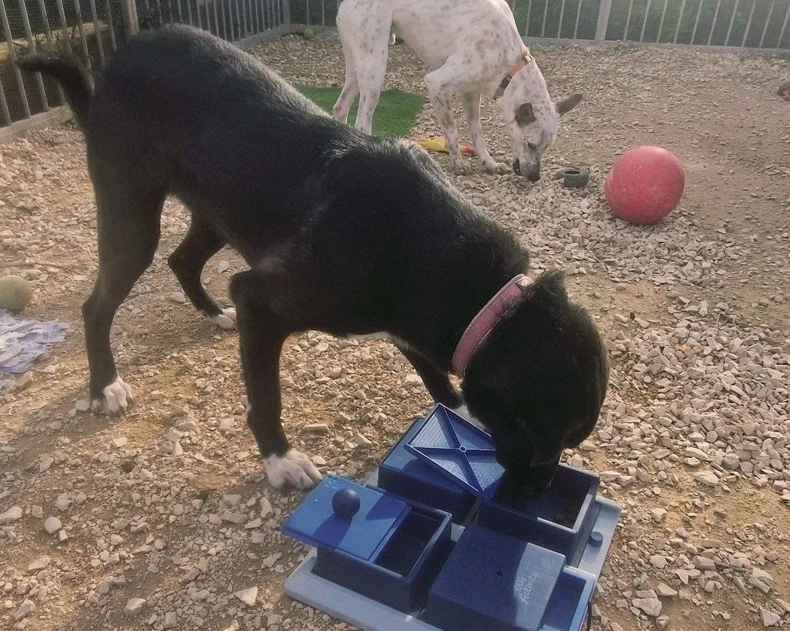 This clever Paws Xaló pup can solve any puzzle, if there is a treat to be had at the end of the game!