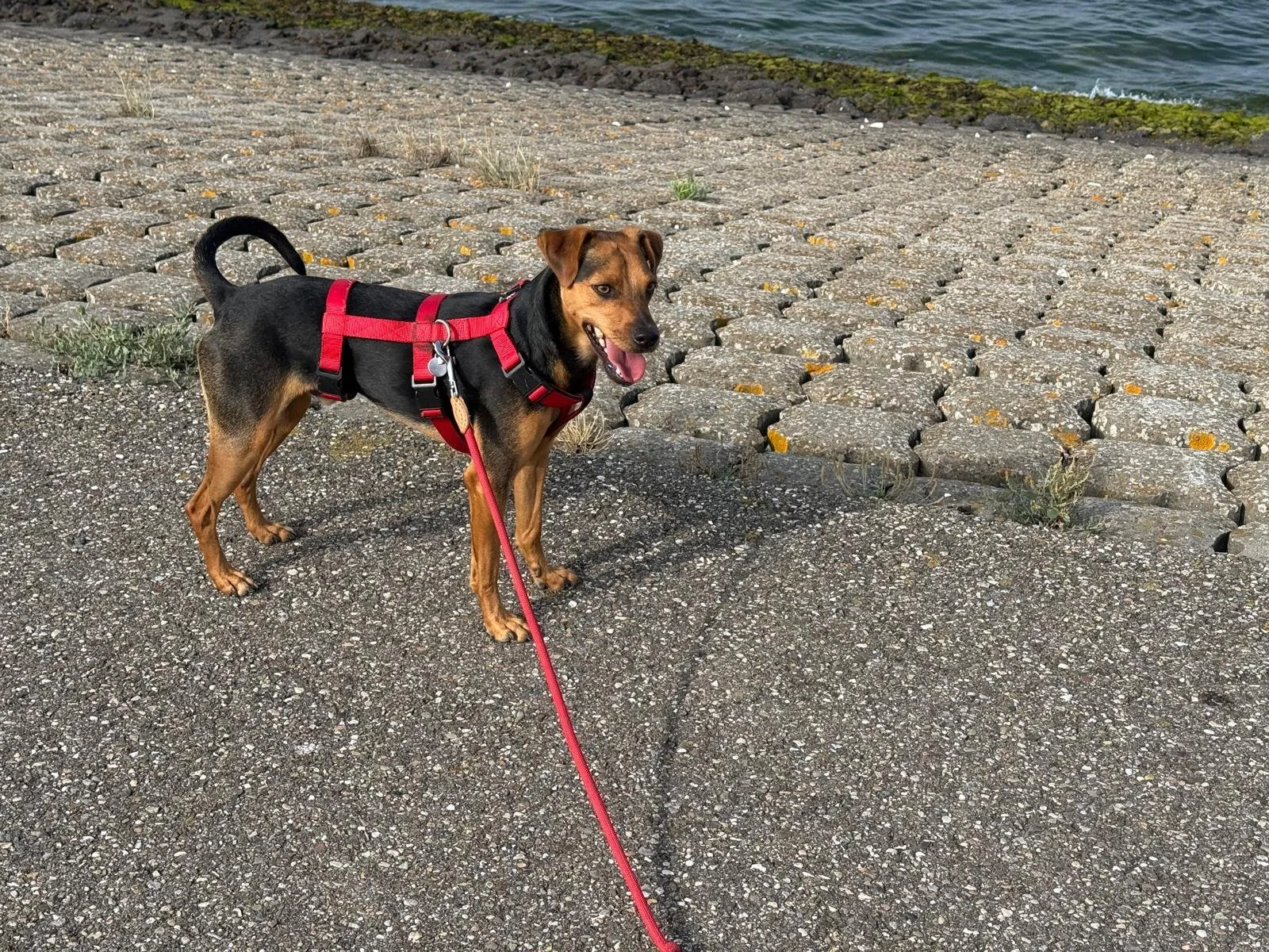 Paws Success Story:  Pedro