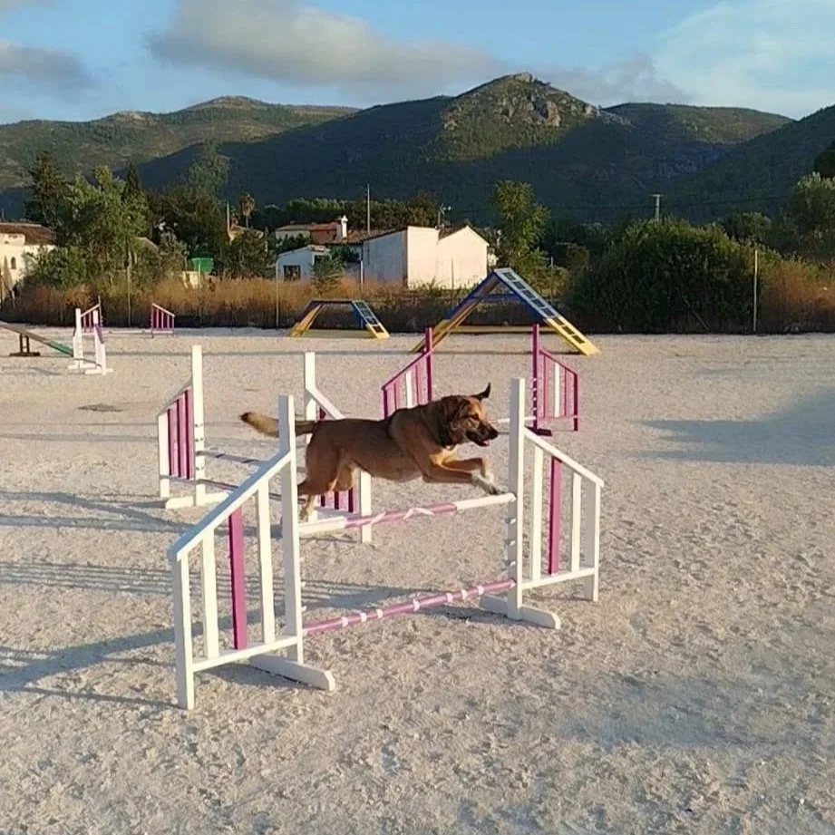 Paws Dog Field Gets a Glow Up!