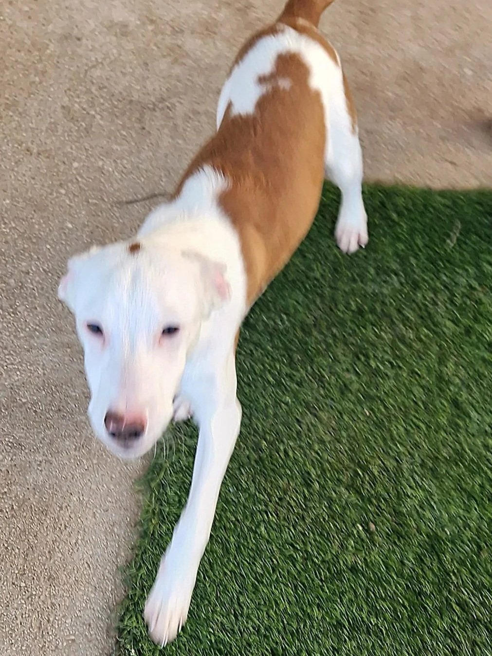 Bean is too fast for the camera while playing at the shelter - Dog available for adoption at Paws Xaló