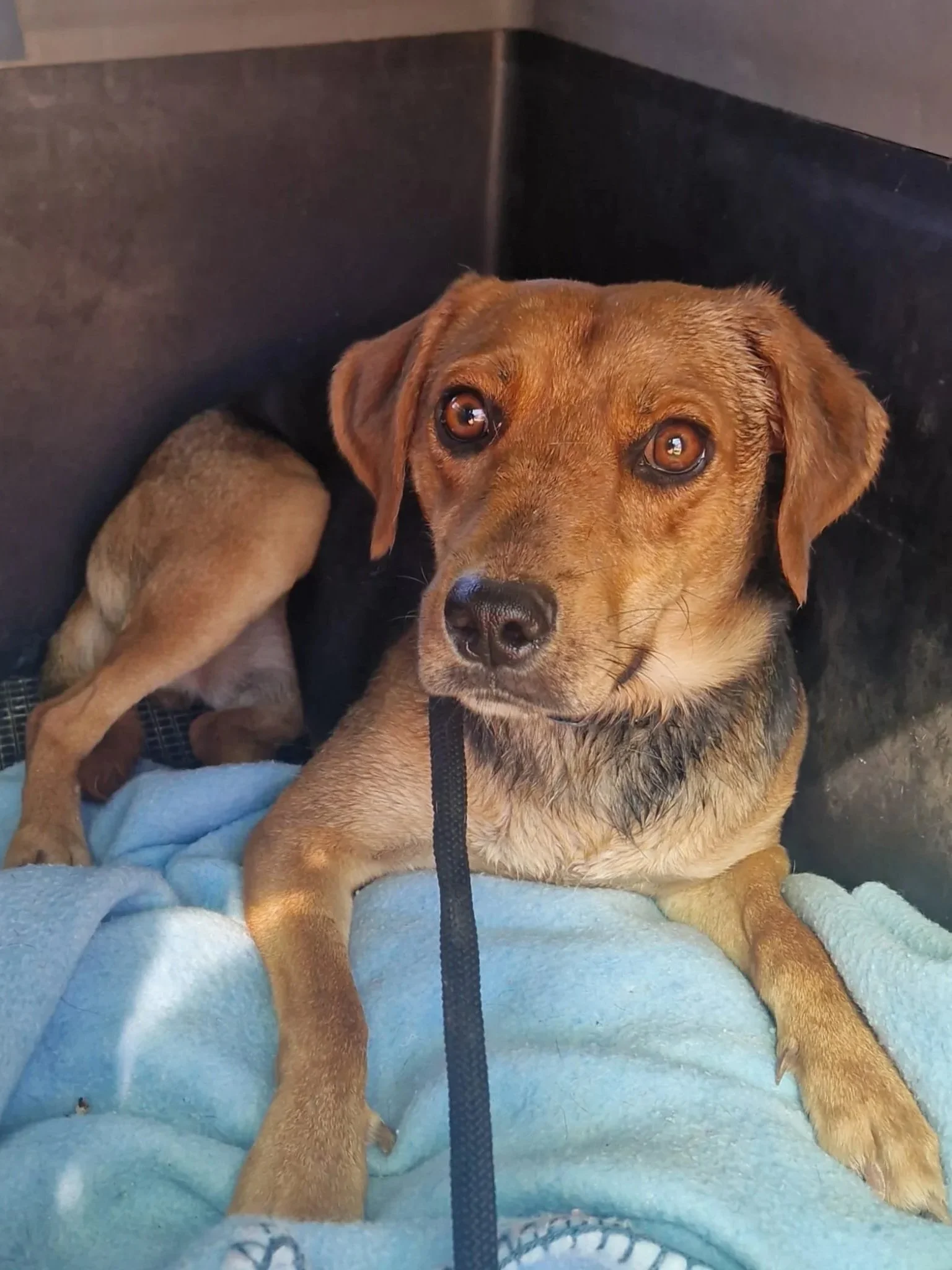 Benny chilling on his blanket - Dog available for adoption at Paws Xalo