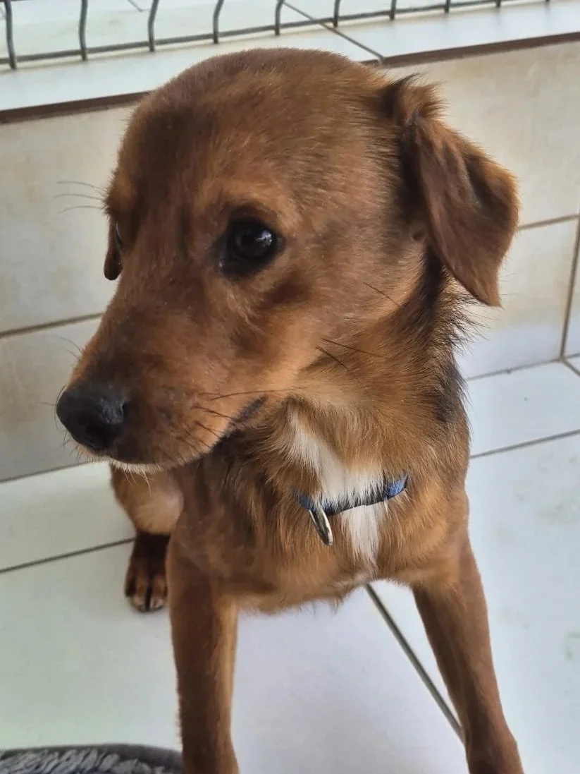 Various images of a litter of 11 puppies available for adoption from Paws Xaló!