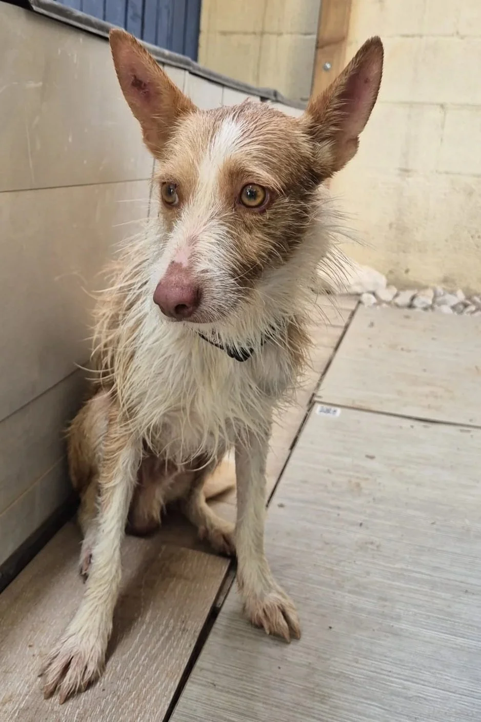 Charlie - Dog available for adoption at Paws Xaló