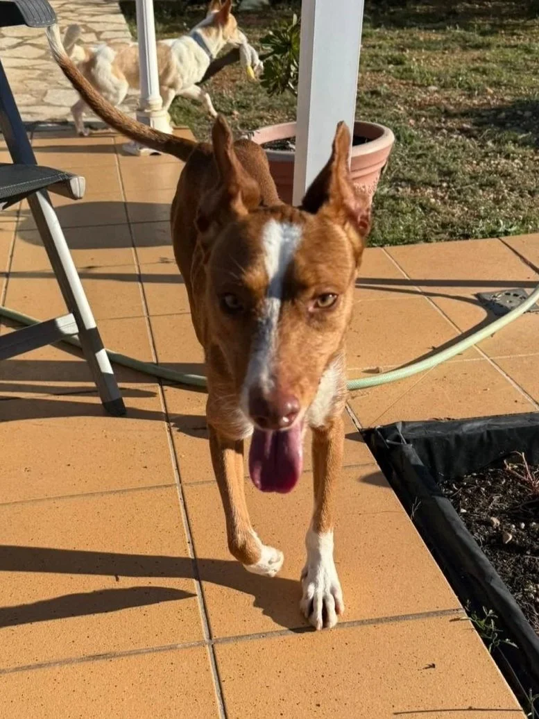 Bob investigating the camera - Dog available for adoption at Paws Xalo