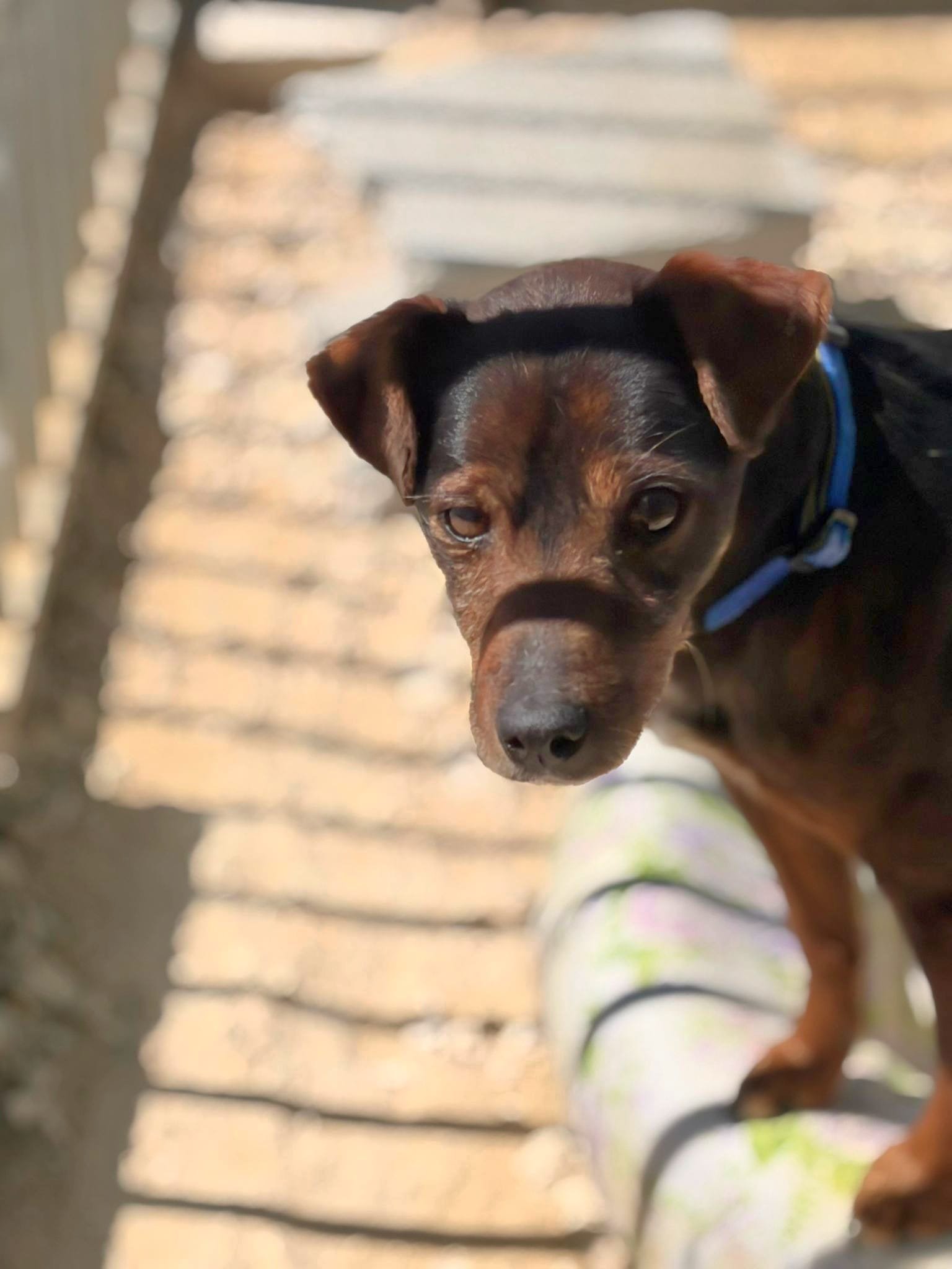 Isaac posing in the afternoon sun - Dog available for adoption at Paws Xalo