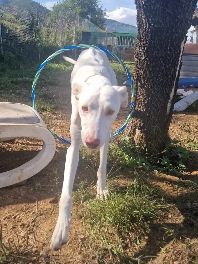 Harry playing with a hula hoop - Dog available for adoption at Paws Xalo