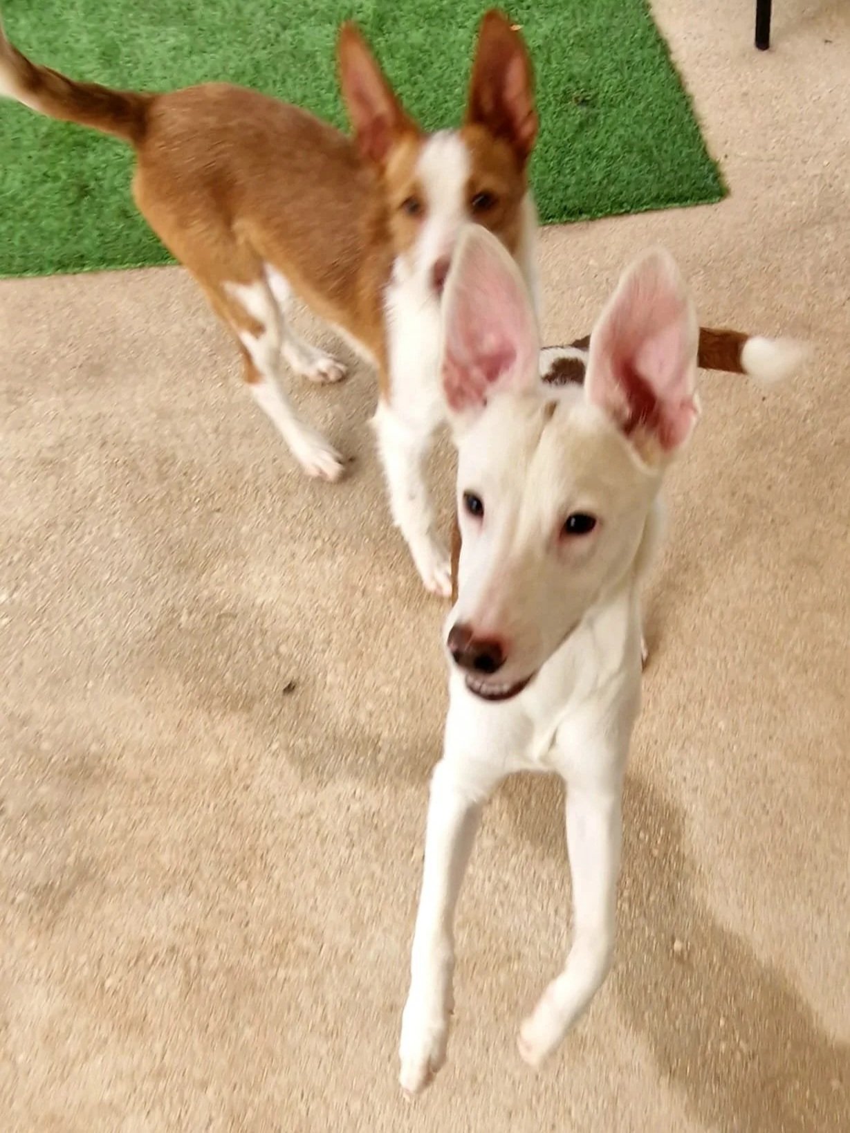 Bean hanging out with one of his doggy pals at the shelter - Dog available for adoption at Paws Xalo