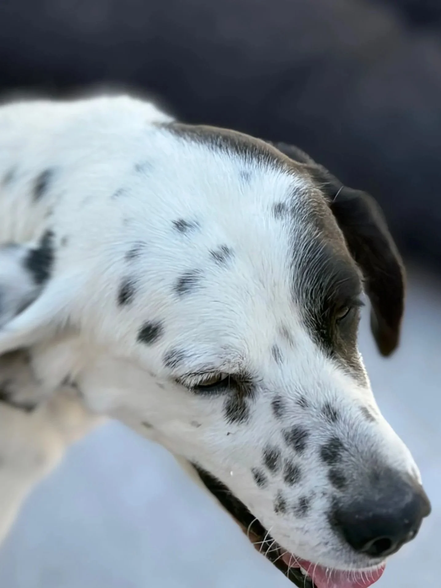 Pete shaking it out - Dog available for adoption at Paws Xalo
