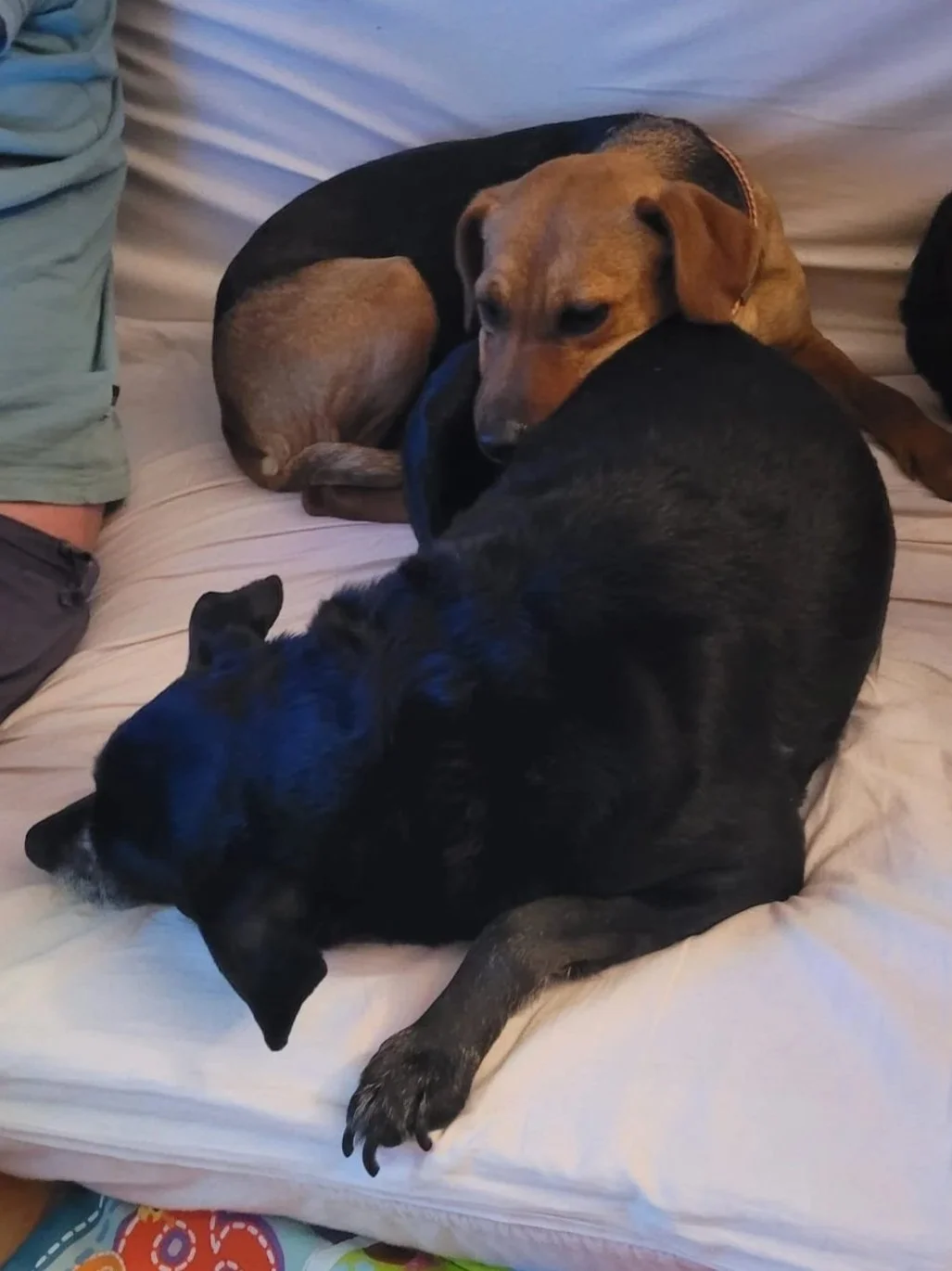 Betty cuddled up with a canine pal for a little nap - Dog available for adoption at Paws Xaló