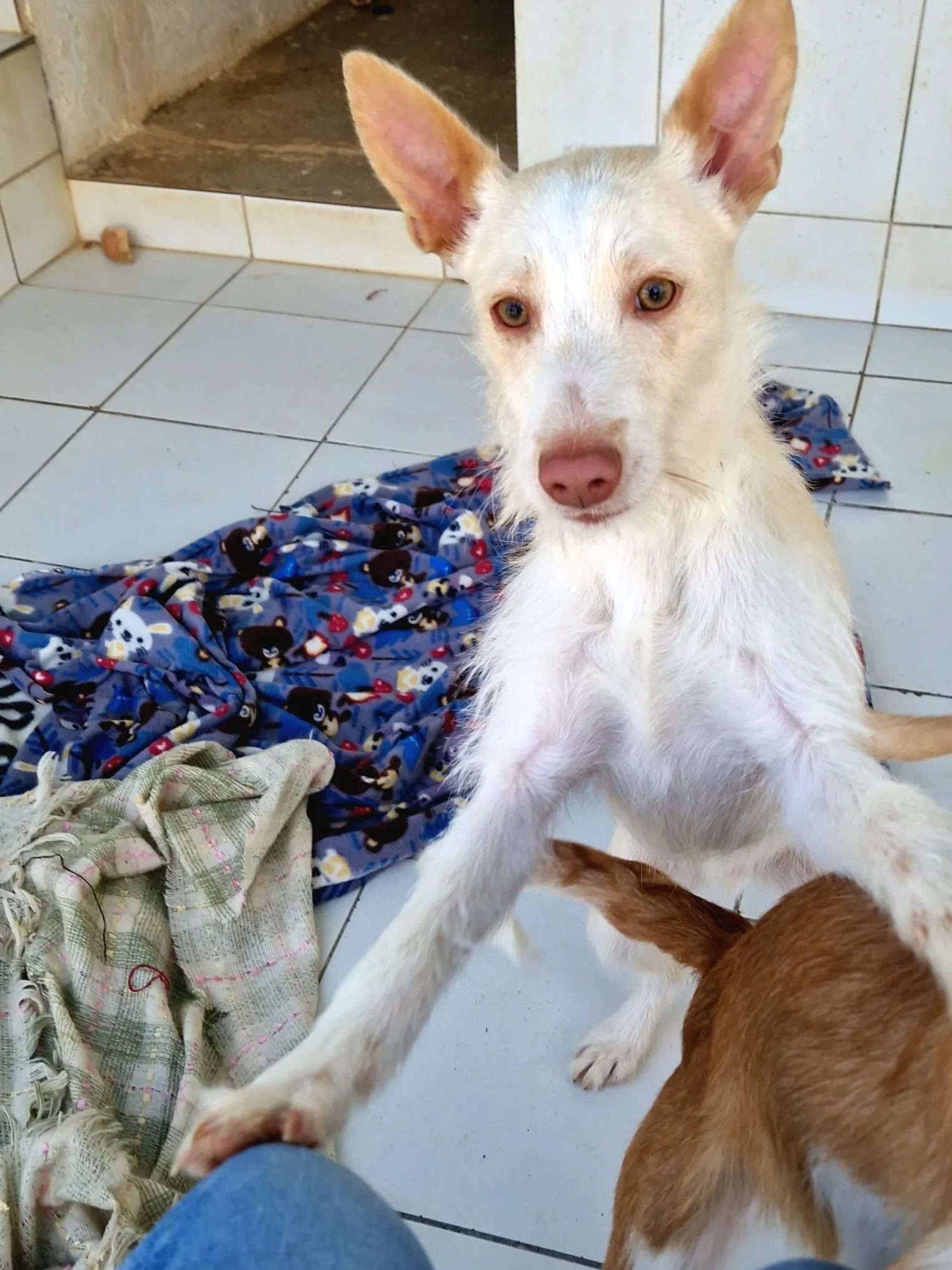 Ozzy checking out the camera - Dog available for adoption at Paws Xalo