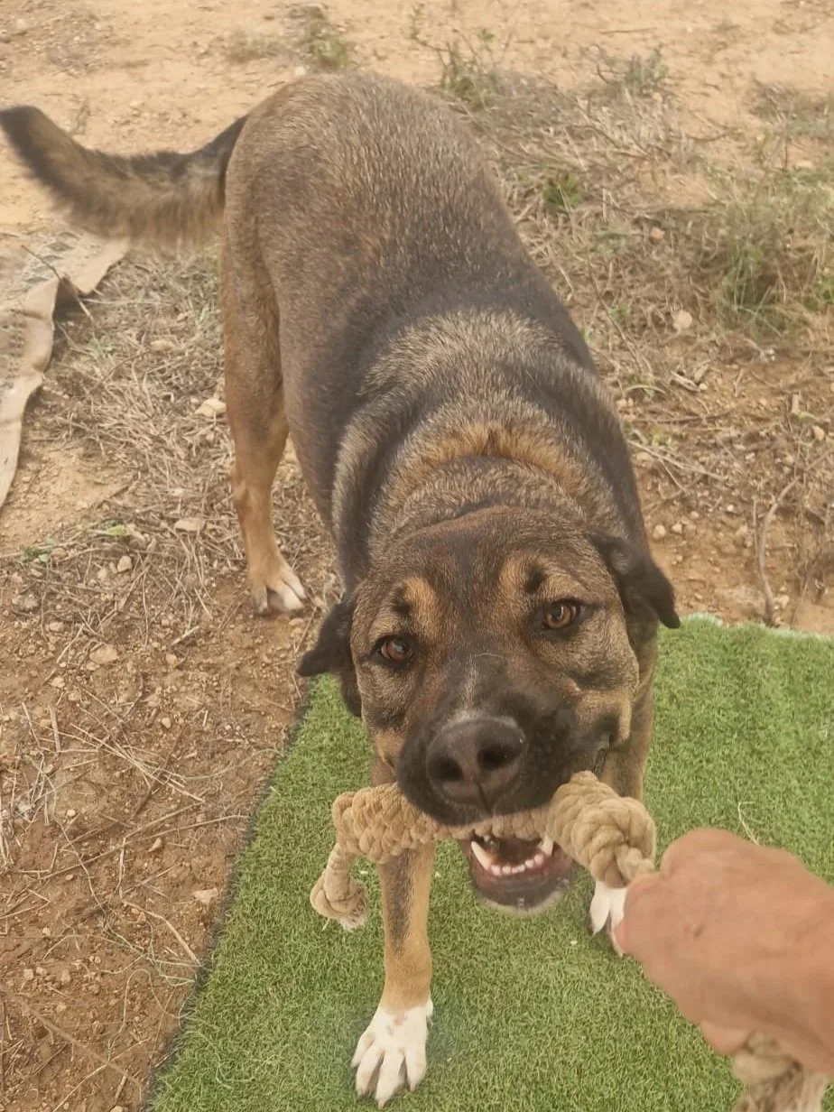 Woody playing tug... he always wins! - Dog available for adoption at Paws Xalo