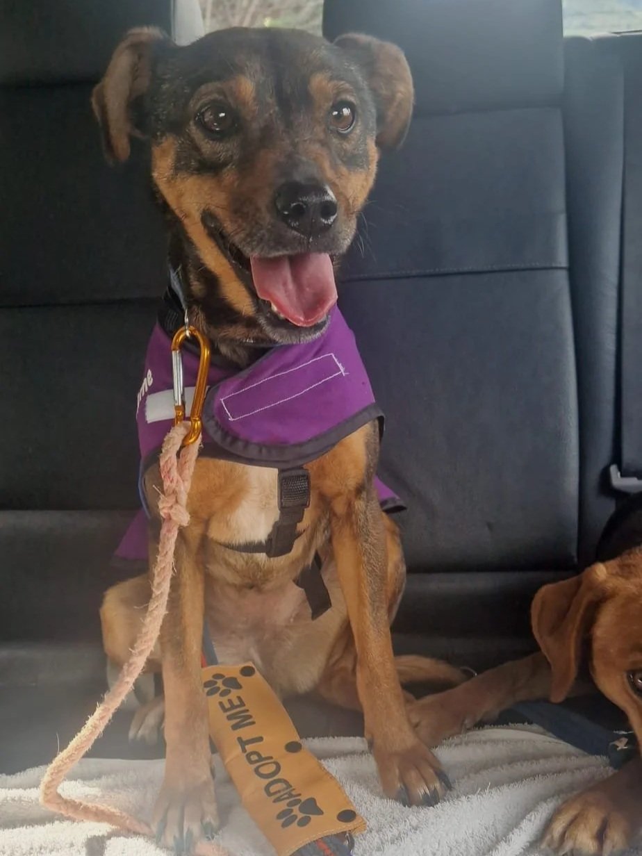Willow taking a ride in the car - destination adventure! Dog available for adoption at Paws Xalo