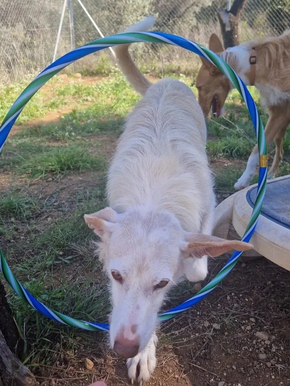 Nick playing with a hula hoop - Dog available for adoption at Paws Xalo