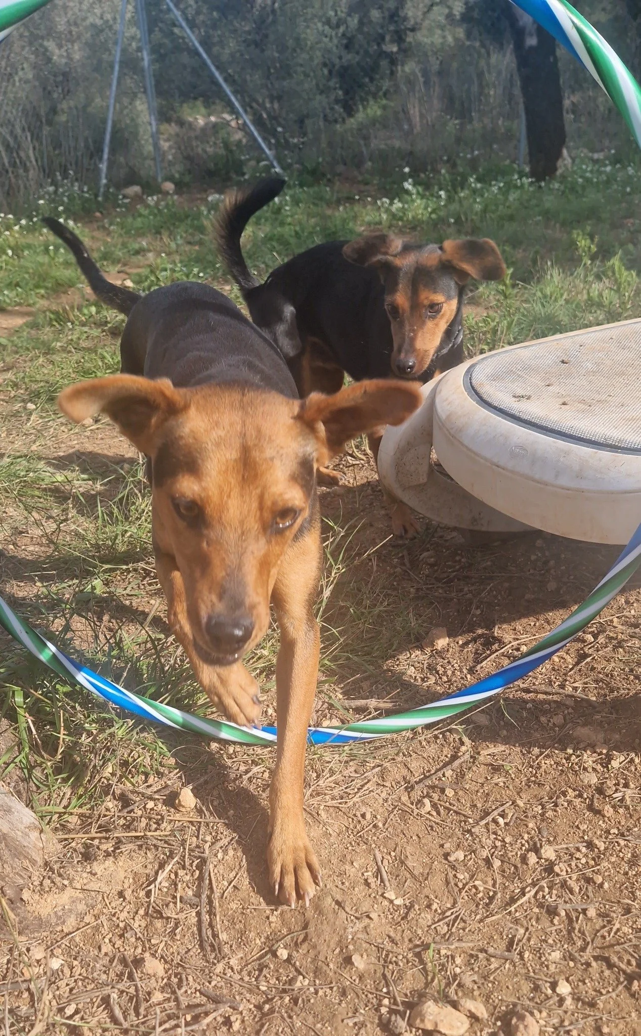 A Paws Xaló dog jumps through a hula hoop while playing at the shelter