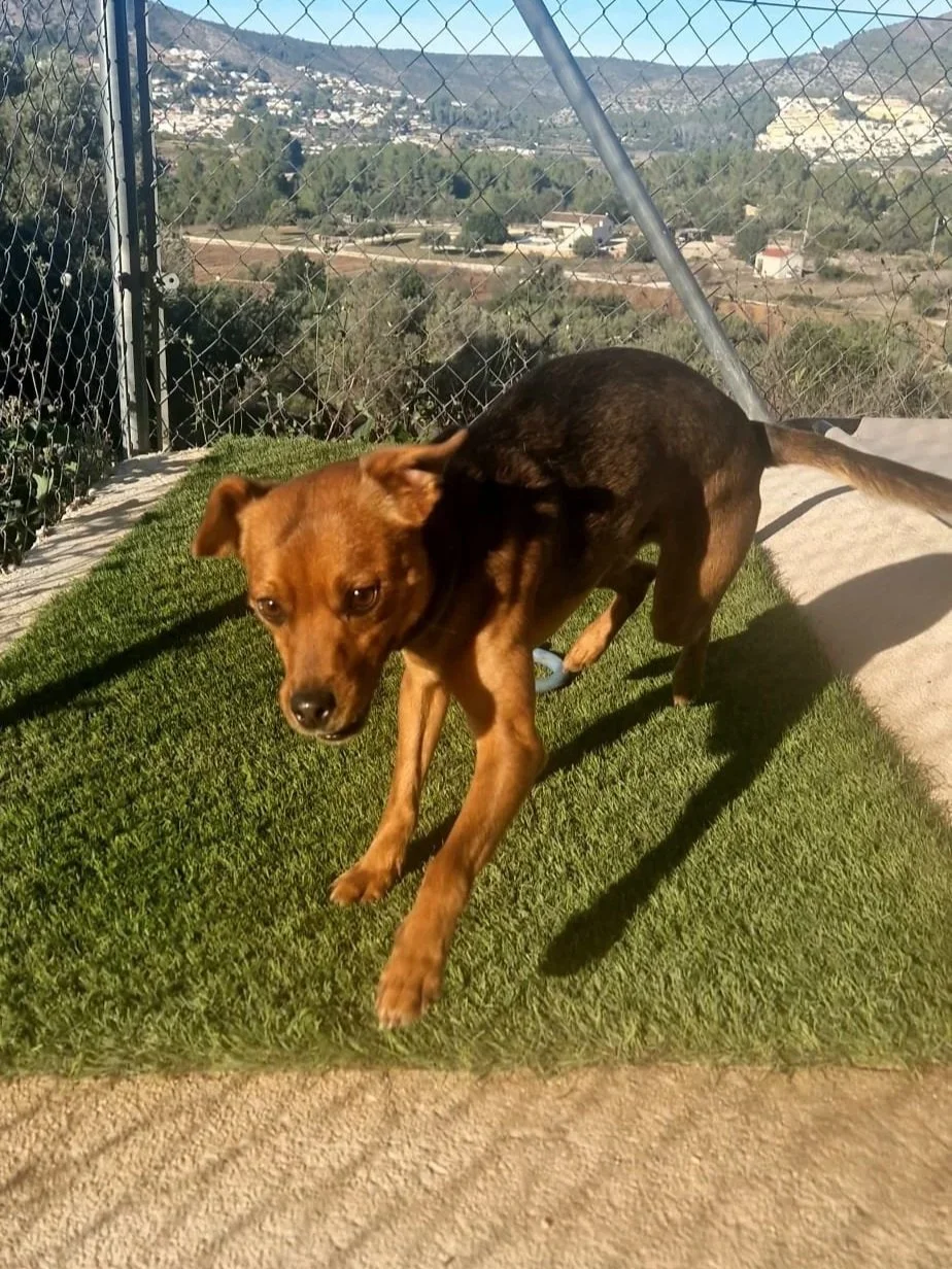 Donny playing in his pen - Dog available for adoption at Paws Xalo