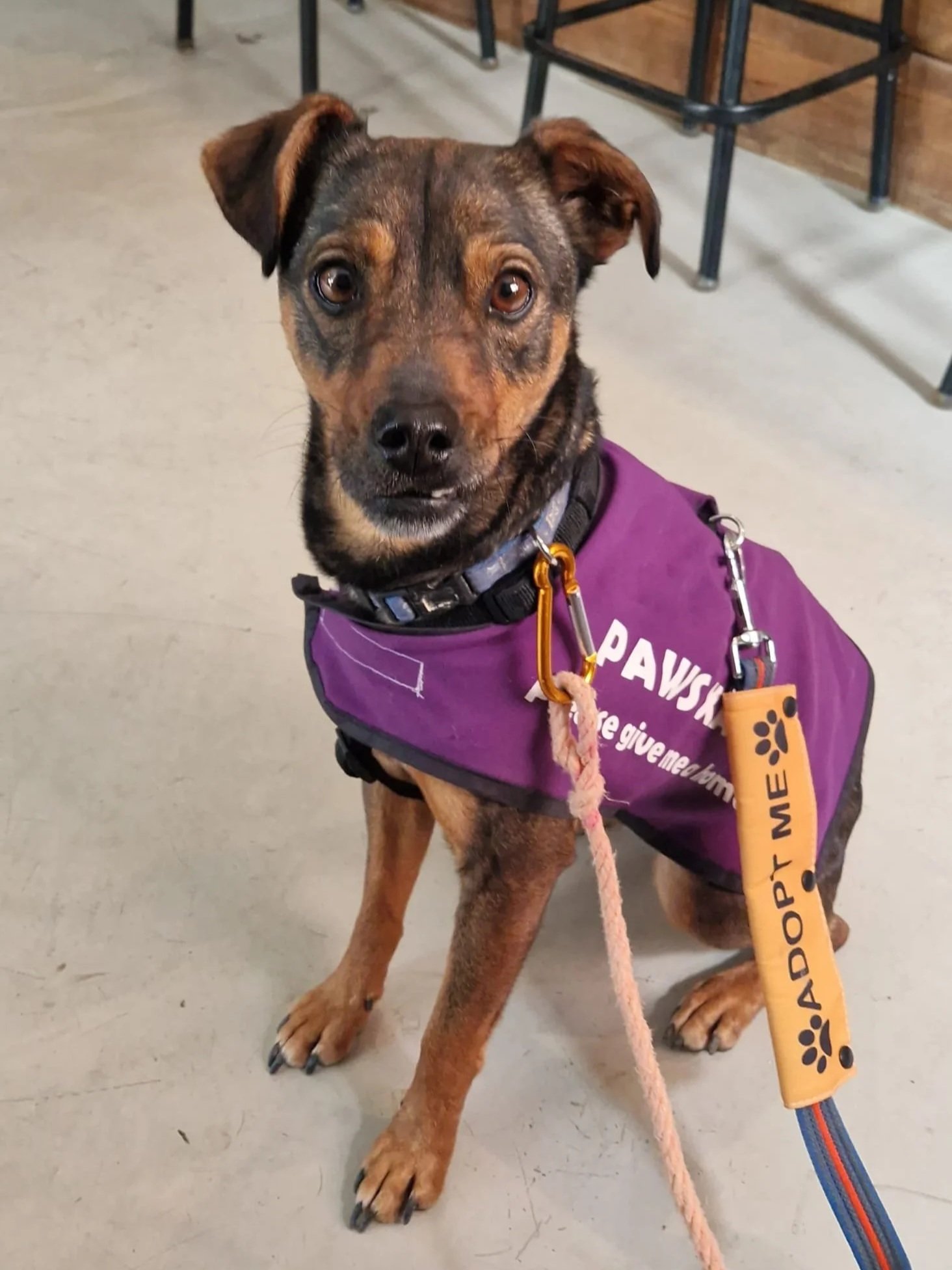 Willow out adventuring in Jalon Village! Dog available for adoption at Paws Xalo