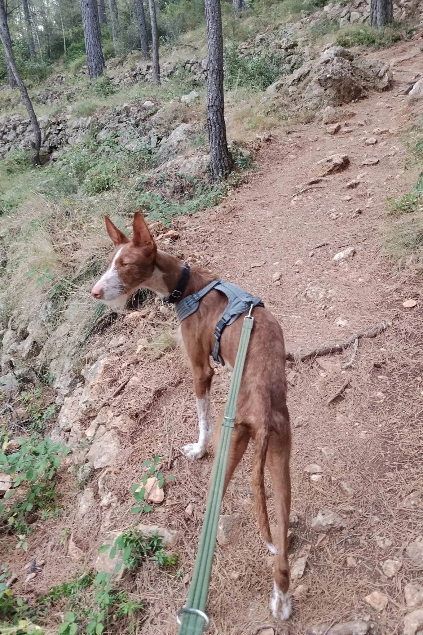 Noah - Dog available for adoption at Paws Xaló